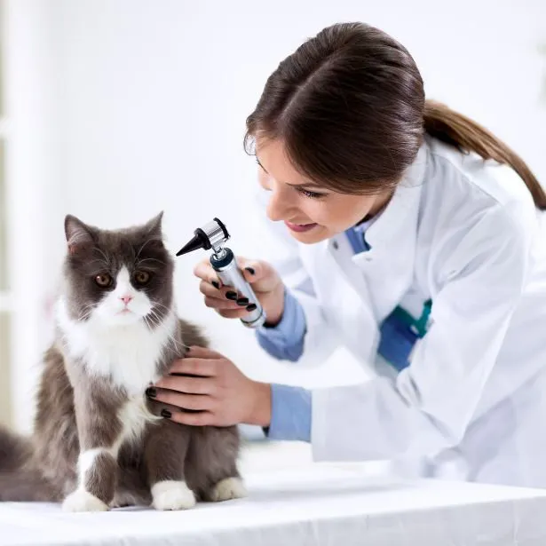 Dottoressa veterinaria controlla orecchio di un gatto presso lo studio Neurologo Veterinario Napoli - Mater Dei Vet