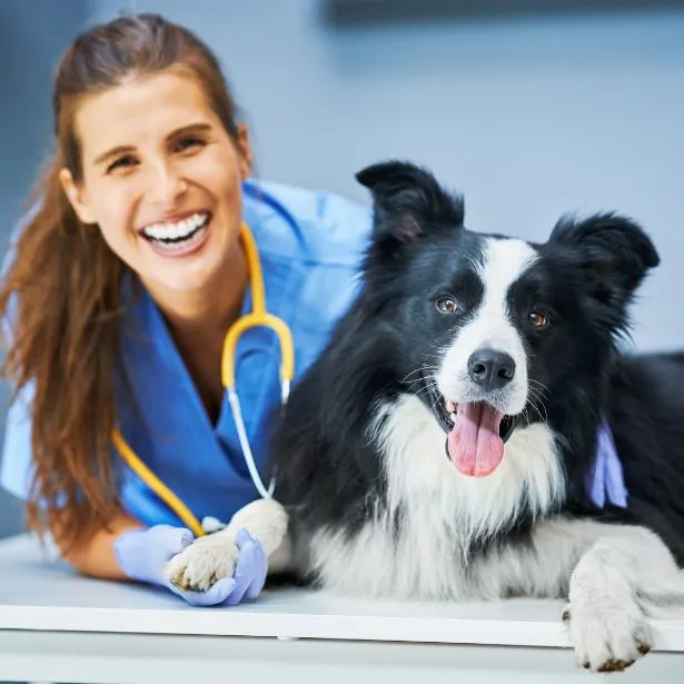 Veterinaria sorride insieme al suo border collie presso lo studio Neurologo Veterinario Napoli - Mater Dei Vet