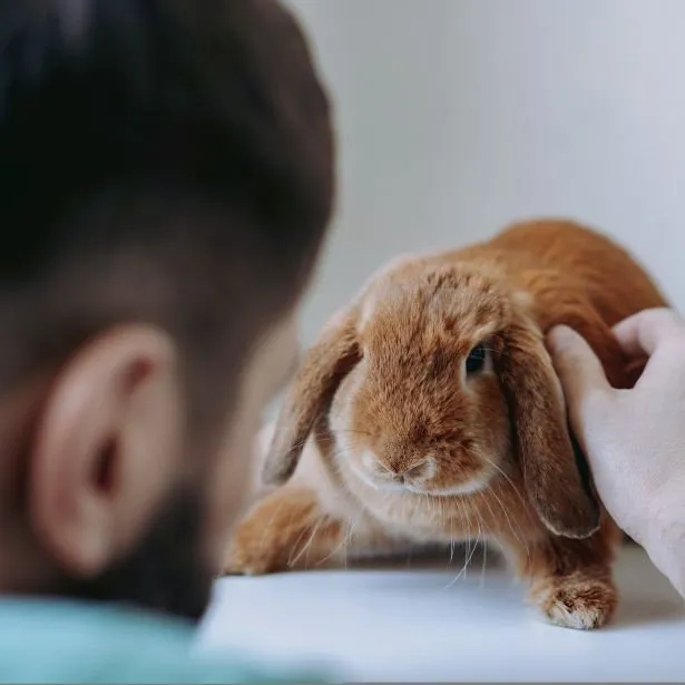 Un veterinario visita un coniglio presso lo studio Neurologo Veterinario Napoli - Mater Dei Vet