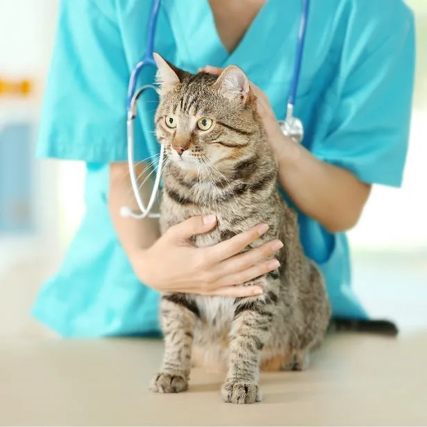 Gatto europeo accarezzata da una veterinaria dello studio Neurologo Veterinario Napoli - Mater Dei Vet