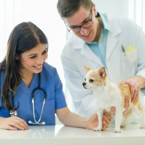 Coppia di veterinaria visita un Chihuahua presso lo studio Neurologo Veterinario Napoli - Mater Dei Vet