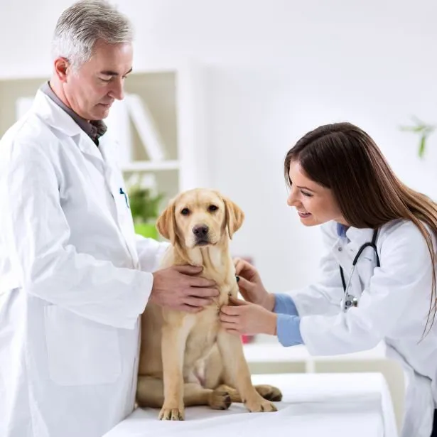 Coppia di veterinaria visita un labrador presso lo studio Neurologo Veterinario Napoli - Mater Dei Vet