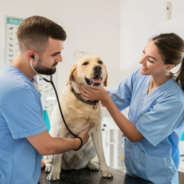 Coppia di veterinaria visita un labrador presso lo studio Neurologo Veterinario Napoli - Mater Dei Vet