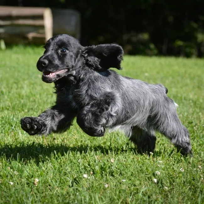 Un cagnolino corre su un prato