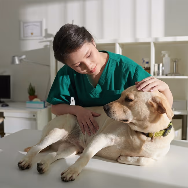 Un cane visitato da una veterinaria neurologa presso lo studio Neurologo Veterinario Napoli - Mater Dei Vet